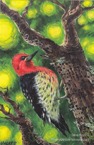 2021 Metchosin Birds #14 Red-breasted Sapsucker Front