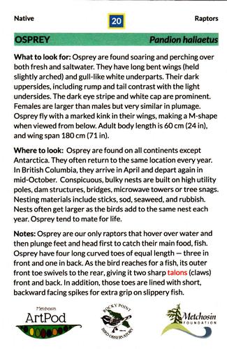 2021 Metchosin Birds #20 Osprey Back