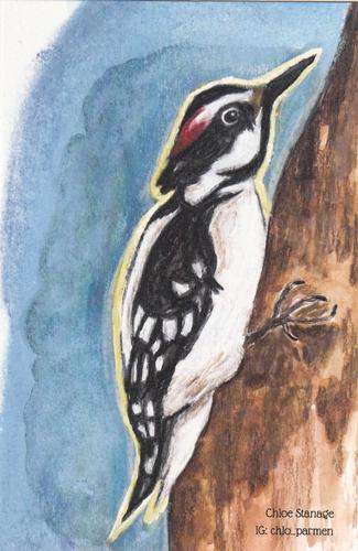 2021 Metchosin Birds #25 Hairy Woodpecker Front