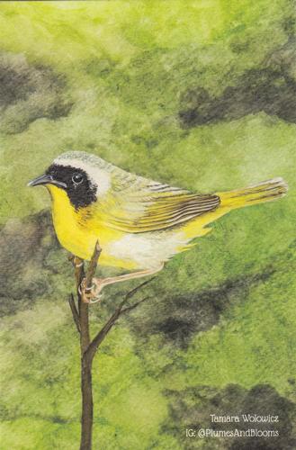 2021 Metchosin Birds #31 Common Yellowthroat Front
