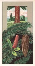 1964 Ringtons Limited Fruits of Trees and Shrubs #4 Norway Spruce Front
