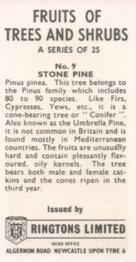 1964 Ringtons Limited Fruits of Trees and Shrubs #9 Stone Pine Back
