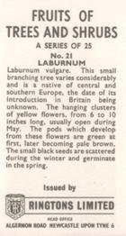 1964 Ringtons Limited Fruits of Trees and Shrubs #21 Laburnum Back