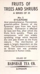 1965 Badshah Tea Fruits of Trees and Shrubs #2 Sycamore Back