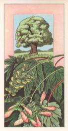 1965 Badshah Tea Fruits of Trees and Shrubs #2 Sycamore Front