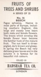 1965 Badshah Tea Fruits of Trees and Shrubs #16 Beech Back