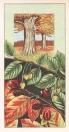 1965 Badshah Tea Fruits of Trees and Shrubs #16 Beech Front