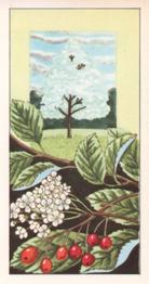 1965 Badshah Tea Fruits of Trees and Shrubs #18 White Beam Front