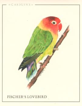 2004 Cardlynx Parrots #3 Fischer's Lovebird Front