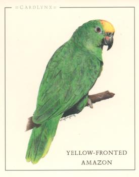 2004 Cardlynx Parrots #4 Yellow-Fronted Amazon Front