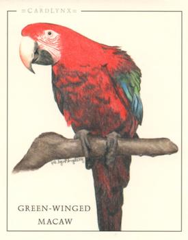 2004 Cardlynx Parrots #6 Green-Winged Macaw Front