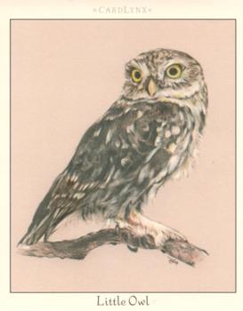 2004 Cardlynx Owls #3 Little Owl Front