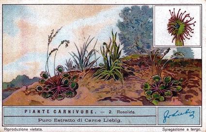 1933 Liebig Piante Carnivore (Carnivorous Plants)(Italian Text)(F1298, S1282) #2 Rosolida Front