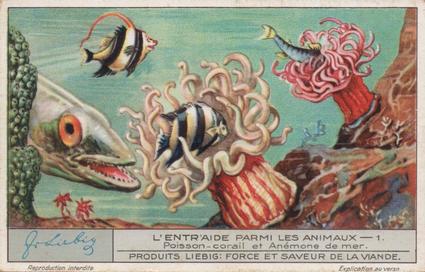 1933 Liebig L'Entr'aide Parmi Les Animaux (Animal Symbiosis)(French Text)(F1277, S1283) #1 Poisson-corail et Anemone de mer Front