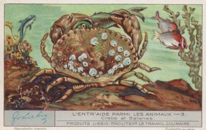 1933 Liebig L'Entr'aide Parmi Les Animaux (Animal Symbiosis)(French Text)(F1277, S1283) #3 Crabe et Balanes Front