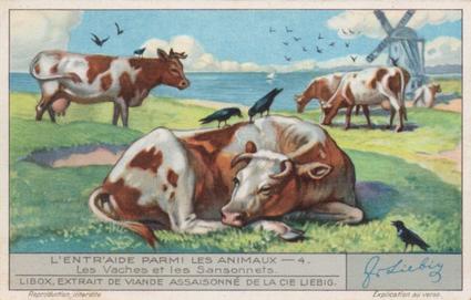 1933 Liebig L'Entr'aide Parmi Les Animaux (Animal Symbiosis)(French Text)(F1277, S1283) #4 Les Vaches et les Sansonnets Front