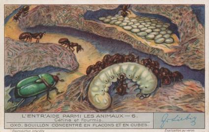 1933 Liebig L'Entr'aide Parmi Les Animaux (Animal Symbiosis)(French Text)(F1277, S1283) #6 Cetine et Fourmis Front