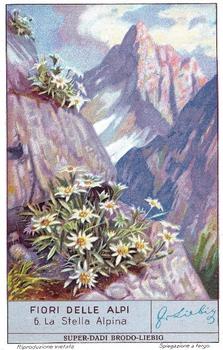 1936 Liebig Fiori Delle Alpi (Alpine Flowers)(Italian Text)(F1349, S1335) #6 La Stella Alpina Front