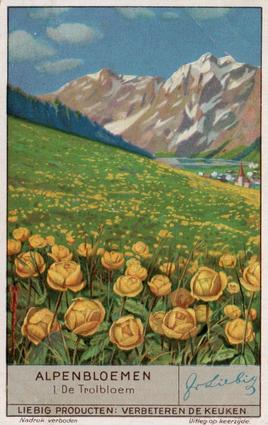 1936 Liebig Alpenbloemen (Alpine Flowers)(Dutch Text)(F1349, S1335) #1 De Trolbloem Front