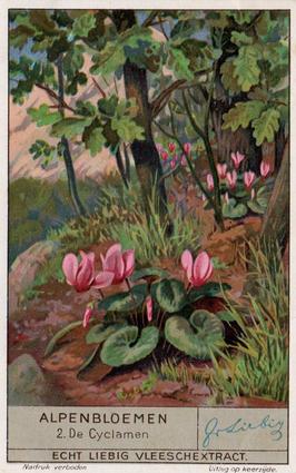 1936 Liebig Alpenbloemen (Alpine Flowers)(Dutch Text)(F1349, S1335) #2 De Cyclamen Front