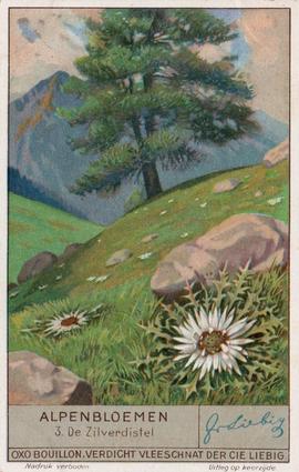 1936 Liebig Alpenbloemen (Alpine Flowers)(Dutch Text)(F1349, S1335) #3 De Zilverdistel Front