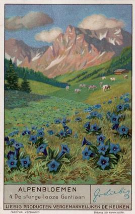 1936 Liebig Alpenbloemen (Alpine Flowers)(Dutch Text)(F1349, S1335) #4 De stengellooze Gentiaan Front