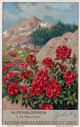 1936 Liebig Alpenbloemen (Alpine Flowers)(Dutch Text)(F1349, S1335) #5 De Alpenroos Front