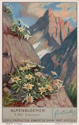 1936 Liebig Alpenbloemen (Alpine Flowers)(Dutch Text)(F1349, S1335) #6 Het Edelweis Front