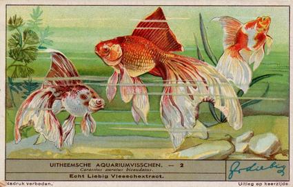 1936 Liebig Uitheemsche Aquariumvisschen (Exotic Aquarium Fish)(Dutch Text)(F1334, S1339) #2 Carassius auratus bicaudatus Front