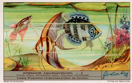 1936 Liebig Uitheemsche Aquariumvisschen (Exotic Aquarium Fish)(Dutch Text)(F1334, S1339) #3 Ctenops vittatus, Pterophyllum scalare, Polycentrus Schomburgki Front