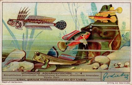 1936 Liebig Uitheemsche Aquariumvisschen (Exotic Aquarium Fish)(Dutch Text)(F1334, S1339) #4 Boleophthalmus pectinirostris, Periophthalmus Koelreuteri, Hemichromus bimaculatus, Rivulus Harti Front