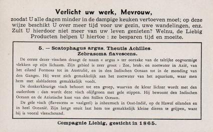 1936 Liebig Uitheemsche Aquariumvisschen (Exotic Aquarium Fish)(Dutch Text)(F1334, S1339) #5 Scatophagus argus, Theutis Achilles, Zebrasoma flavescens Back