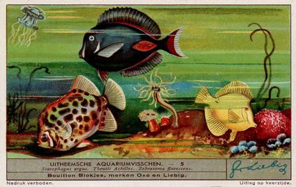 1936 Liebig Uitheemsche Aquariumvisschen (Exotic Aquarium Fish)(Dutch Text)(F1334, S1339) #5 Scatophagus argus, Theutis Achilles, Zebrasoma flavescens Front