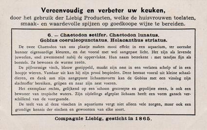 1936 Liebig Uitheemsche Aquariumvisschen (Exotic Aquarium Fish)(Dutch Text)(F1334, S1339) #6 Chaetodon setifer, Chaetodon lunatus, Gobius coeruleo punctatus, Holacanthus striatus Back