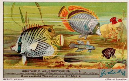 1936 Liebig Uitheemsche Aquariumvisschen (Exotic Aquarium Fish)(Dutch Text)(F1334, S1339) #6 Chaetodon setifer, Chaetodon lunatus, Gobius coeruleo punctatus, Holacanthus striatus Front