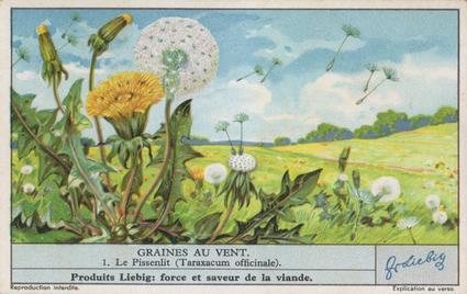 1936 Liebig Graines Au Vent (Seeds Sown by the Wind)(French Text)(F1339, S1344) #1 Le Pissenlit (Taraxacum officinale) Front