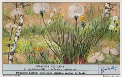 1936 Liebig Graines Au Vent (Seeds Sown by the Wind)(French Text)(F1339, S1344) #2 La Linaigrette (Eriophorum vaginatum) Front