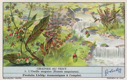 1936 Liebig Graines Au Vent (Seeds Sown by the Wind)(French Text)(F1339, S1344) #5 L'Oseille sanguine (Rumex sanguineus) Front