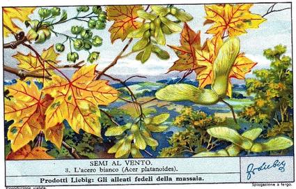 1936 Liebig Semi Al Vento (Seeds Sown by the Wind)(Italian Text)(F1339, S1344) #3 L'acero blanco (Acer platanoides) Front