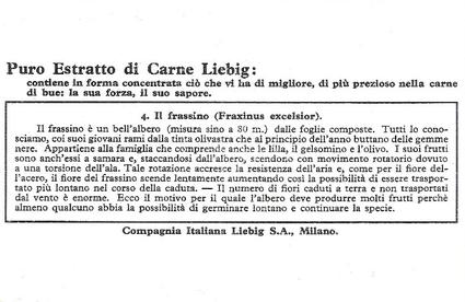 1936 Liebig Semi Al Vento (Seeds Sown by the Wind)(Italian Text)(F1339, S1344) #4 Il frassino (Fraxinus excelsior) Back