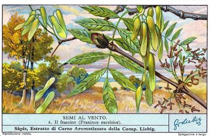 1936 Liebig Semi Al Vento (Seeds Sown by the Wind)(Italian Text)(F1339, S1344) #4 Il frassino (Fraxinus excelsior) Front