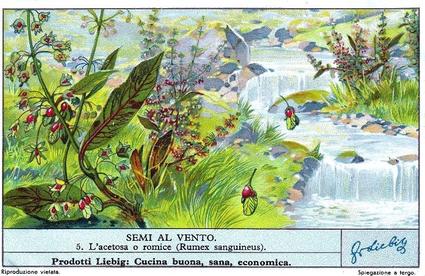 1936 Liebig Semi Al Vento (Seeds Sown by the Wind)(Italian Text)(F1339, S1344) #5 L'acetosa o zomice (Rumex sanguineus) Front