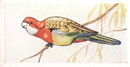 1960 Tropical Birds #1 Australian Parakeet Front