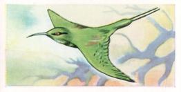1960 Tropical Birds #6 Green Bee-eater Front