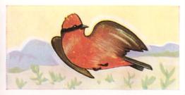 1960 Tropical Birds #7 Scarlet Flycatcher Front