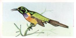 1960 Tropical Birds #11 Orange-breasted Sunbird Front