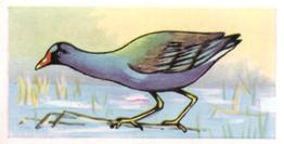 1960 Tropical Birds #12 Gallinule Front