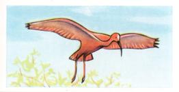 1960 Tropical Birds #13 Scarlet Ibis Front