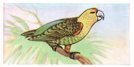 1960 Tropical Birds #14 Cape Parrot Front