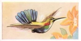 1960 Tropical Birds #15 Brazilian Humming Bird Front